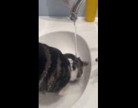 Cat drinks water falls from its head