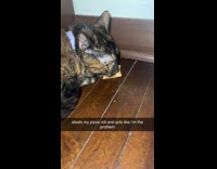 Cat growling at hooman after stealing pizza roll