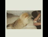 Girl trains cat with treats and clicker 