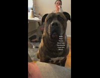 Collab BitchMP - Using dogs favorite words in a sentence