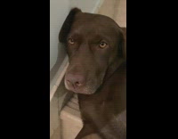 Brown dog sleeps on stairs