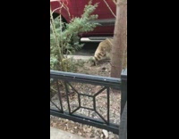 Raccoon walks away under red truck car