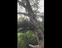 Large brown dog runs up tree trunk 