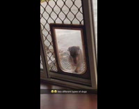 Collab BitchMP - Two types of dogs going through dog door 