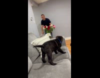 Collab DogIG - Father surprised with new puppy on couch