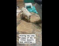 Collab dogIG_default - Pet Puppy Falls Asleep Everywhere at House