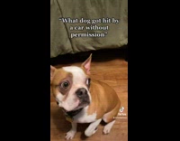 Man Shows Pet Dogs Side by Side