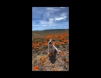 Dog sits at poppies field for photo