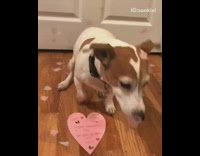 (BROKEN LINK) Pink rose petals dropping on white dog valentines day