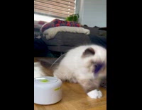 Kitten playing with interactive wand toy 