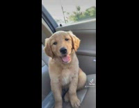 Collab BitchIG2 - Guy buys new brown dog named Sinatra