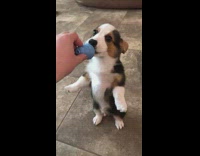 Corgi puppy dog stands eats treat kong