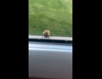 Cat try to get bee with pollen