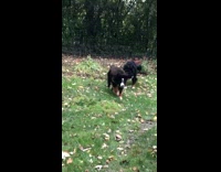Collab KaleSaladIG - Two black dogs play with each other and run for treat