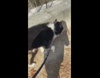 Dog with white fur poking out