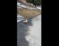 Two ducks fight at park norway snow