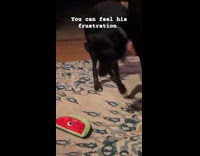 Black dog scratch stomp watermelon toy frustration
