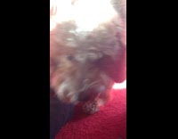 white dog putting nose up to phone screen