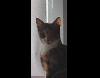 Cat lick window blinds caught look at camera