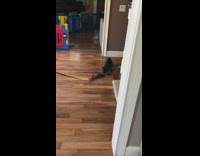 Black pug puppy dog red retractable harness 