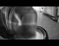 Cat search for food near food dispenser camera