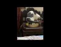 Cat walk around then sit in a plate