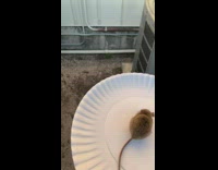 Person release outside baby mouse on plate