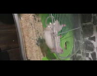 Hamster hangs upside down plastic cage 