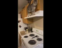 Excited white dog wants to go on a walk when asked