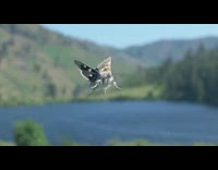 Fuzzy gray moth crawl on car windshield