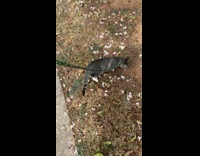 Cats collar removed when it ran to chase bird