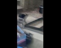 Lady Screams as Cat Throws Dead Mouse