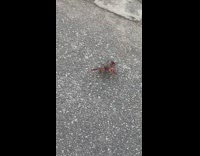 Crawfish walks at day along the central park NY 