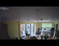 Bird flies in through screen door and scares guy off chair