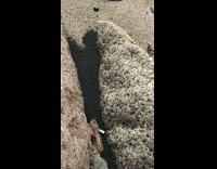 Group of tiny insect between rocks at the beach