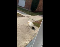 Cat sunbathing and rolling around on the sidewalk pavement