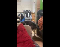 Pet husky dog spin around repeatedly