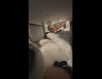 Dog is a 10 but trust falls