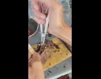 Opening up oyster carefully and taking out pearl inside of it