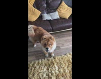 Owner throws squeaky pig toy at chow chow dog, hits its face