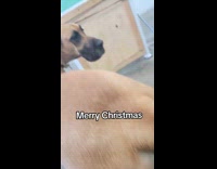 Great Dane dog scrotum balls with glitters