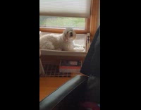 Dog howls while girl plays the piano
