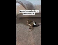 Chubby cat plays wrestle with another cat 