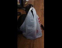 Black cat licking white plastic target bag 
