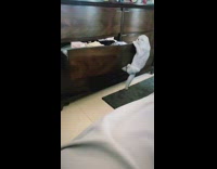 White cat climbs onto dresser opens drawer
