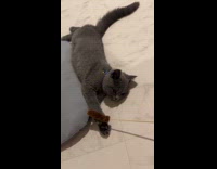 Kitten falls asleep from face scratches 