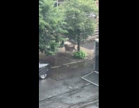 Donkey on street tied to a tree