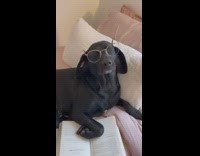 Rescue dog wears different outfits 