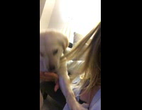 Labrador Puppy Bites On Owner's Hair