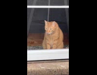 Collab Clips MPUGC - Cat meets pet tortoise